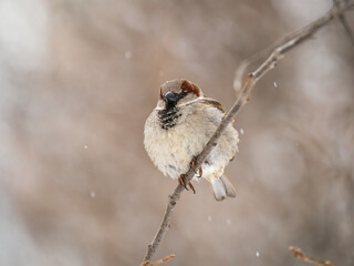 Sparrow sits on a branch without leaves.