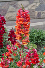 Snapdragons in a Summer Garden