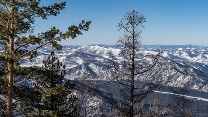 A picturesque snow-covered mountain range is visible through the branches of coniferous trees. Clear blue sky. Winter day. Altai