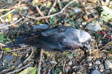 Dead crow bird laying lifeless in the forest