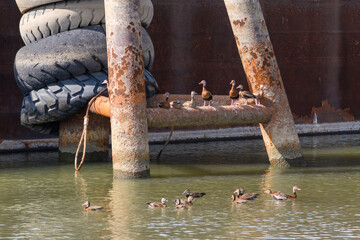 Black-Bellied Whistling Ducks Gathered Near Barges Docked on the Mississippi River in New Orleans,...