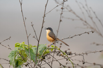 Ashy Prinia Perched on a Branch