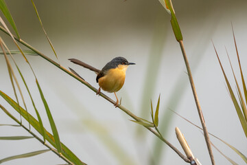 Ashy Prinia Perched on a Grass Stem