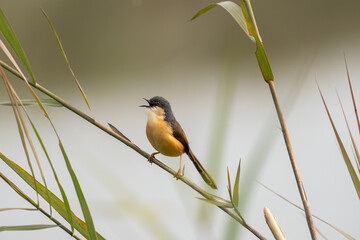 Ashy Prinia Perched on a Grass Stem