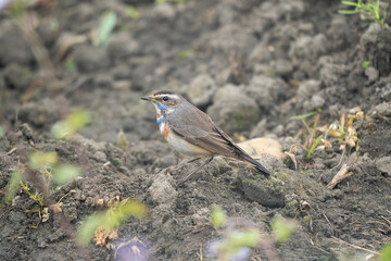 Bluethroat Bird Perched on Dirt Clod