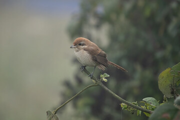 Brown Shrike Perched on Branch