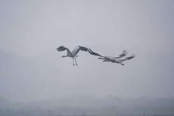 Common Crane in Flight