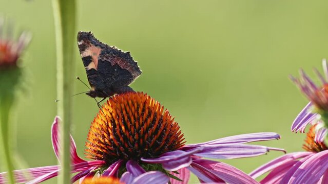 Small Tortoiseshell Butterfly eating Nectar From Purple Coneflower - macro, side and  front view.