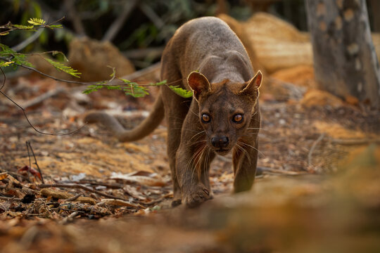 Fossa - Cryptoprocta ferox long-tailed mammal endemic to Madagascar, family Eupleridae, related to the Malagasy civet, the largest mammalian carnivore and top or apex predator on Madagascar