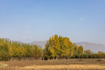 Beautiful landscape view of a colorful fall foliage poplar trees with mountains in background in swat valley in autumn
