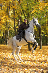 Equestrian model girl reearing up gorgeous arabian horse