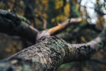 Large tree roots covered with moss.