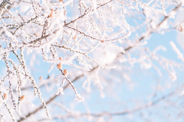 Outside tree in frost background against sky.