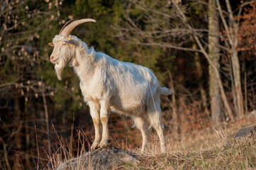 Animals in freedom, grazing