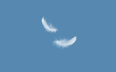 Abstract Softness of White Bird Feather Falling in The Air. Down Swan Feather