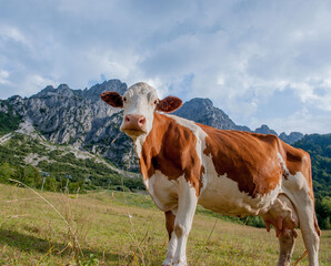 Fototapeta na wymiar Cow grazing on organic farm