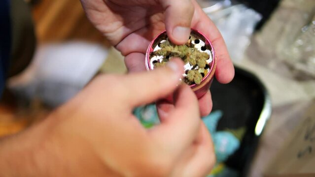 Young man grinding cannabis flowers in metal grinder high quality close up 4K legal organic medical marijuana use concept. Thailand.