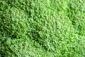Fresh green broccoli close up. Vegetables for diet and healthy eating. Organic products.
