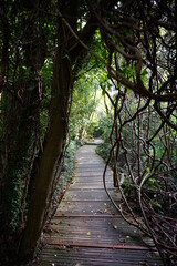 boardwalk through vines and old trees