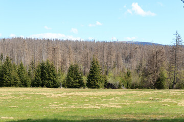Mointain Brocken (Blocksberg) with transmitters and dead trees killed by bark beetles in Harz...