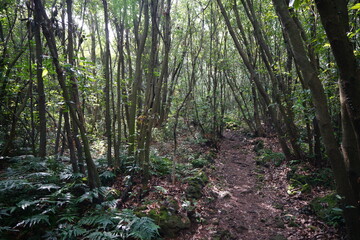 refreshing autumn forest with path