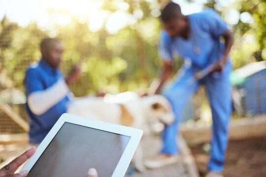 Veterinary, Animals And Vet With Digital Tablet In Shelter Doing Check Up, Examination And Taking Care Of Dog. Healthcare, Support And Medical Team Working Together In Animal Shelter With Technology