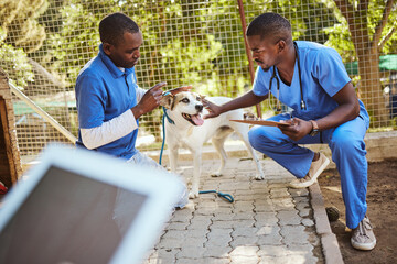 Outdoor animal shelter, dog and vet with clipboard in hand doing check up, examination and...