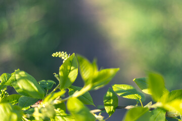 Bird cherry buds on a colorful natural background