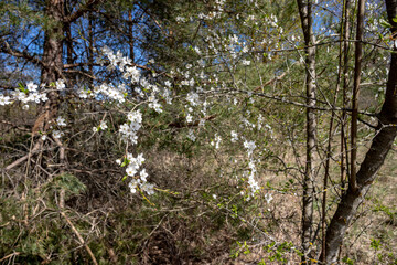 meadow and deciduous forest are overgrown with flowering blackthorn bush. Spring season	