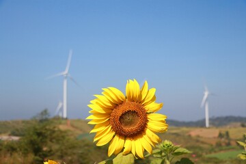 Sunflower on  field against blue bright vibrance sky background on sunny day in summer. and background is windmill. - 544783970