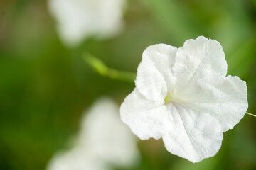 Obraz premium white flower in the garden