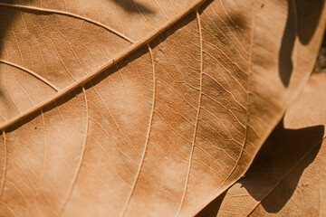 Close up macro dry leaf texture with light