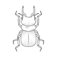 hornet insect animal
