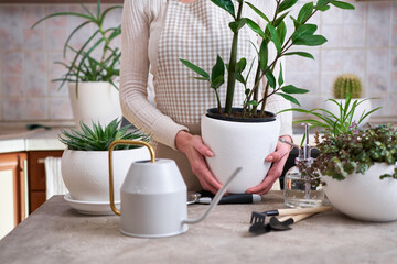 Woman holding Potted Zamioculcas House plant over concrete table