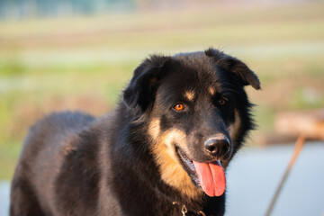 Thai black mixed breed dog close up