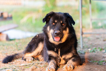 Thai black mixed breed dog close up