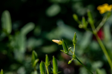 Oxalis dillenii flower growing in meadow