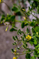Oxalis dillenii flower growing in meadow