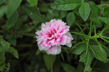 Flower Grandiflora, japanese rose. Beautiful sun plant.