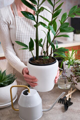 Woman holding Potted Zamioculcas House plant over concrete table