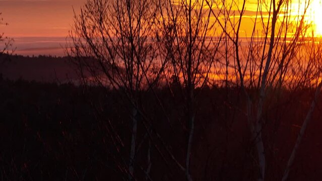 Ascending aerial above treeline revealing golden hour sunrise