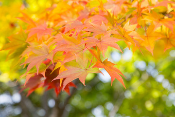leaves in autumn