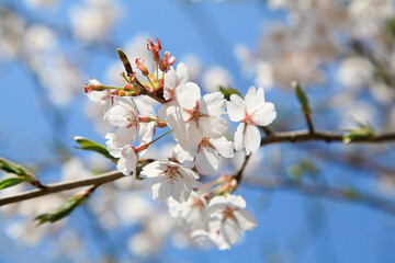 Yama sakura cherry tree, The cherry blossoms against the bright blue sky