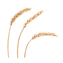 Spikelets isolated on a white background