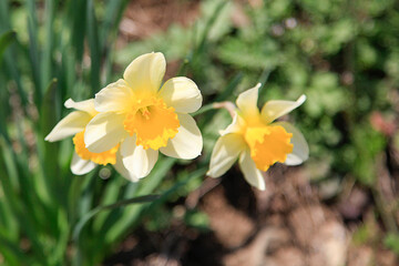 yellow daffodils (Suisen flower) in the garden