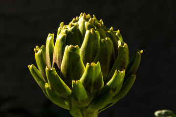 An artichoke flower ready for harvest