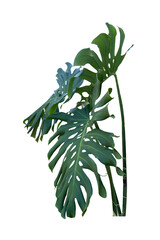 Fresh leaves of monstera plant lie on isolated white background with copy space and clipping path.