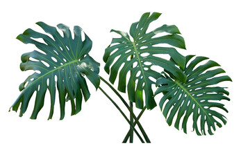 Fresh leaves of monstera plant lie on isolated white background with copy space and clipping path.