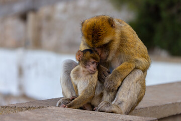 Mother and Baby Monkey, Barbary macaque at Rock of Gibraltar, UK.