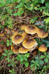 Autumnnal background. Many Honey Fungus in to the forest. Armillaria mellea on autumn season